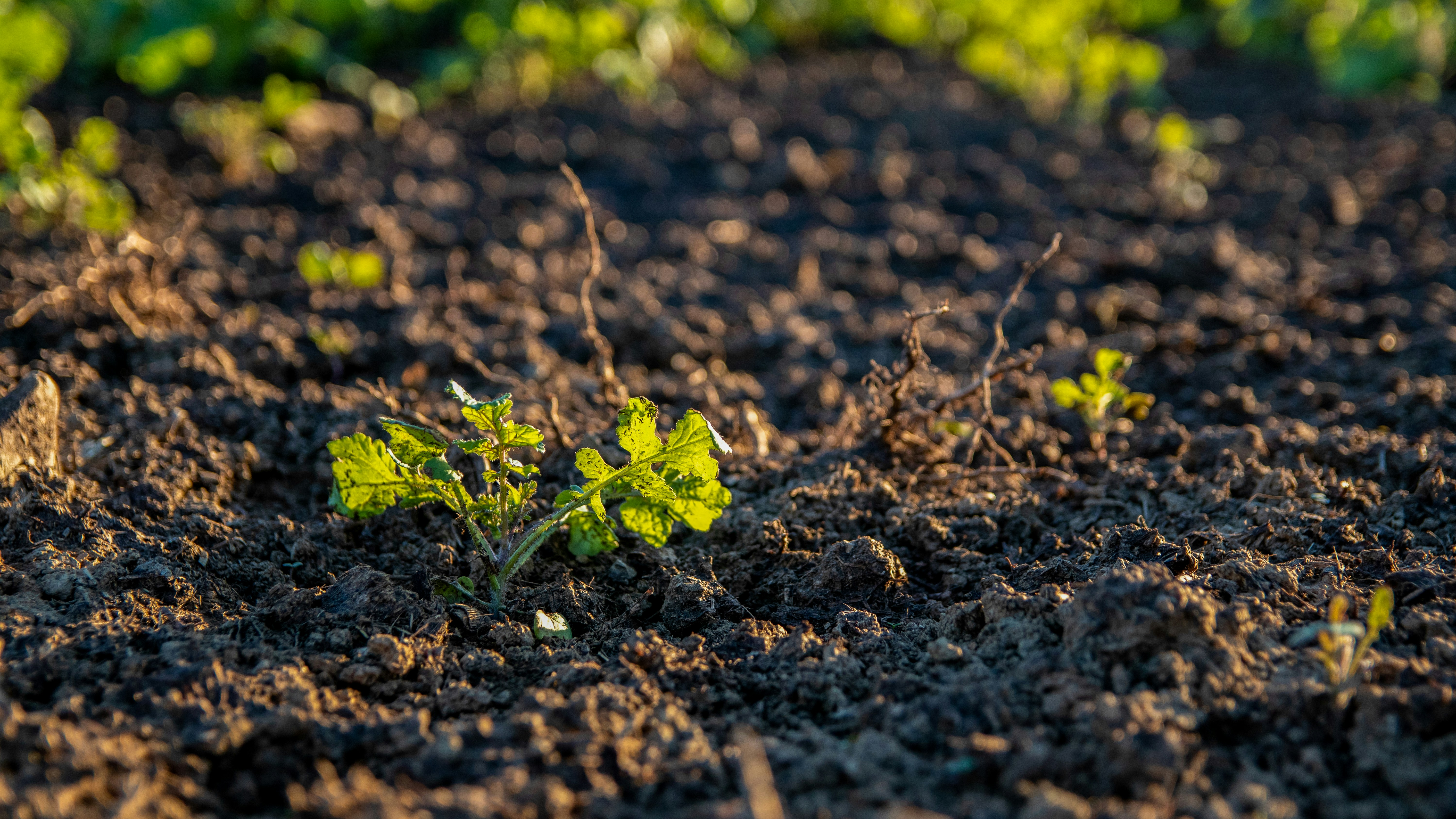  From Soil to Self: Nourishing Health through Sustainable Food Systems